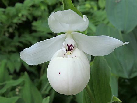 Cypripedium 'Frosch's Ulla Spots', flower