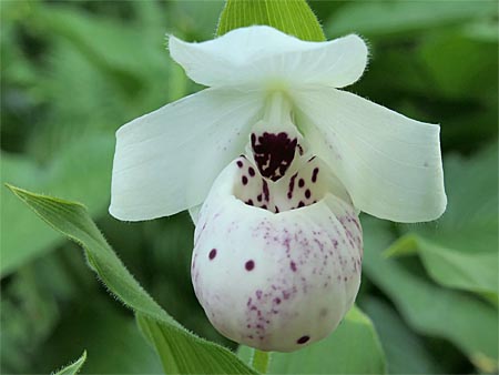 Cypripedium 'Frosch's Ulla Spots', flower