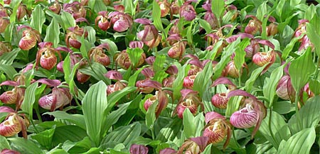 ein neuer Frosch(R)-Klon von Cypripedium Hans Erni ein neuer Frosch(R)-Klon von Cypripedium Hans Erni