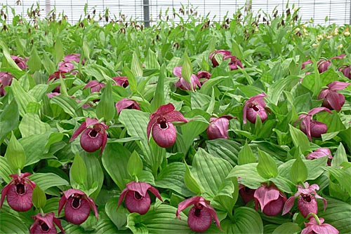 Cypripedium Henric in der Gärtnerei Cypripedium Henric in der Gärtnerei