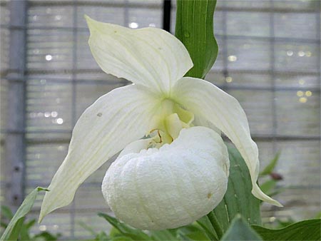Cypripedium Henric, weiße Form Cypripedium Henric, weiße Form