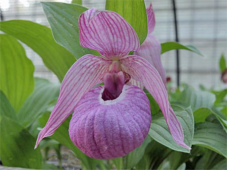 Cypripedium Henric, rosa Form Cypripedium Henric, rosa Form