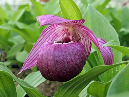 Cypripedium Henric, übliche Farbe Cypripedium Henric, übliche Farbe