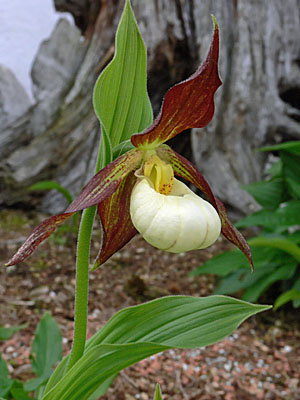 Cypripedium Karl Heinz, Blüte Cypripedium Karl Heinz, Blüte