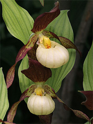 Cypripedium Karl Heinz, Doppelblüte Cypripedium Karl Heinz, Doppelblüte