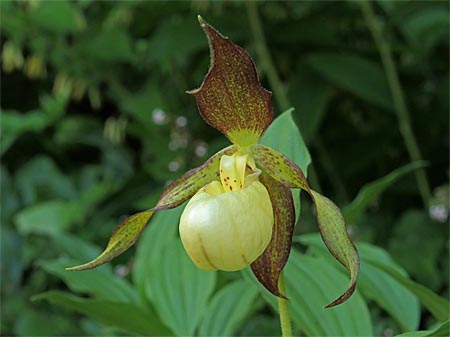 Cypripedium Karl Heinz, helle Form Cypripedium Karl Heinz, helle Form