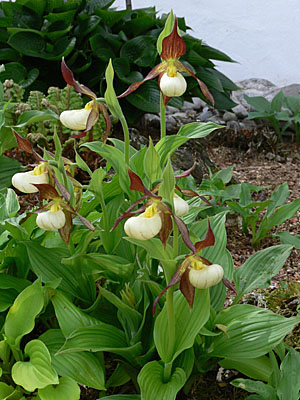 Cypripedium Karl Heinz, Horst Cypripedium Karl Heinz, Horst