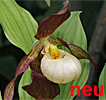 Cypripedium Karl Heinz Cypripedium Karl Heinz