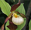 Cypripedium Karl Heinz Cypripedium Karl Heinz