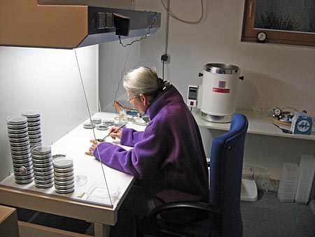 Laborarbeit Laborarbeit