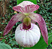 Cypripedium Mops