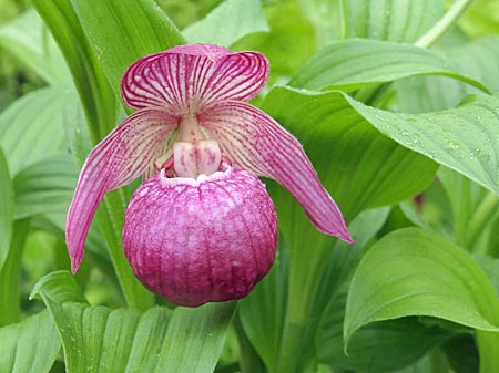 Cypripedium Mops, flower