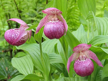 Cypripedium Mops, clump