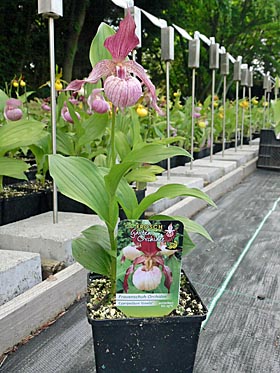 Cypripedium-Hybride zu verkaufen ! Cypripedium-Hybride zu verkaufen !