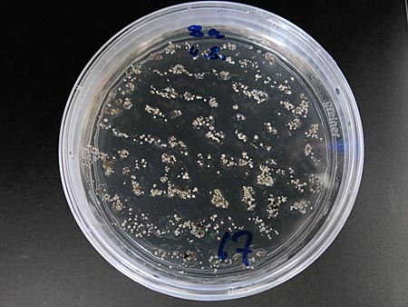 Cypripedium protocorms in a Petri dish Cypripedium protocorms in a Petri dish
