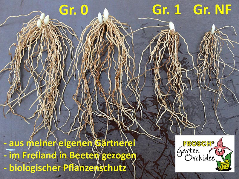 Rhizome verschiedener Größe Rhizome verschiedener Größe