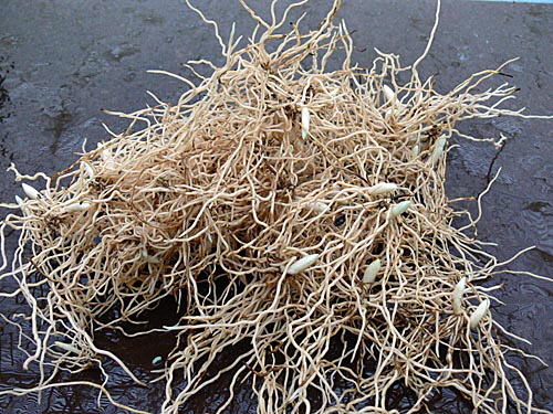 Perfekte Rhizome Perfekte Rhizome