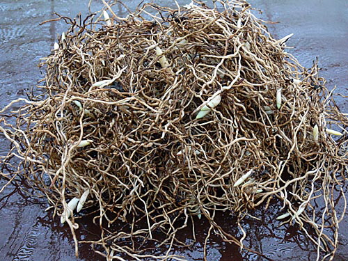 Geschädigte Rhizome Geschädigte Rhizome