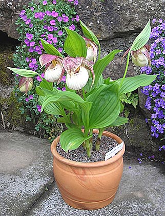 Cypripedium Sabine nach 6 Jahren Topfkultur Cypripedium Sabine nach 6 Jahren Topfkultur