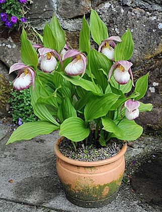Cypripedium Sabine nach 9 Jahren Topfkultur Cypripedium Sabine nach 9 Jahren Topfkultur