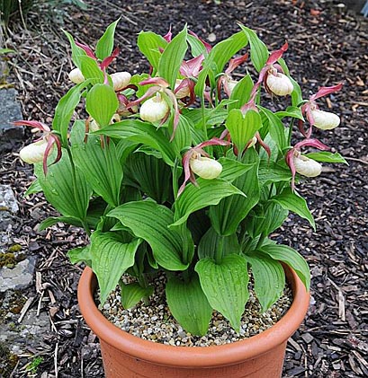 Cypripedium Ventricosum nach 12 Jahren Topfkultur Cypripedium Ventricosum nach 12 Jahren Topfkultur