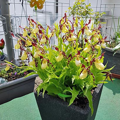 Cypripedium Emil nach 15 Jahren Topfkultur Cypripedium Emil nach 15 Jahren Topfkultur