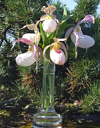 Cypripedium Aki hell und Gisela Pastell in der Vase Cypripedium Aki hell und Gisela Pastell in der Vase