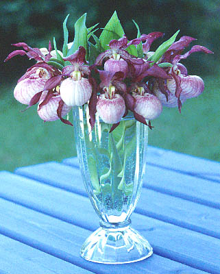 Cypripedium Gisela in der Vase Cypripedium Gisela in der Vase