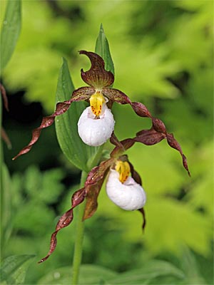 Cypripedium Columbianum, Blüten Cypripedium Columbianum, Blüten