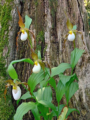 Cypripedium Columbianum, Horst Cypripedium Columbianum, Horst