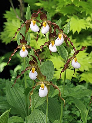 Cypripedium Columbianum, Horst Cypripedium Columbianum, Horst