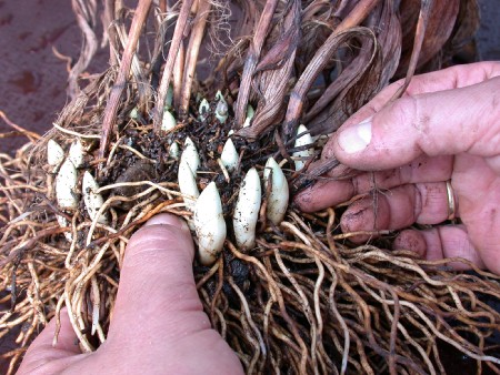 Entfernen der alten Sprosse vom Rhizom Entfernen der alten Sprosse vom Rhizom