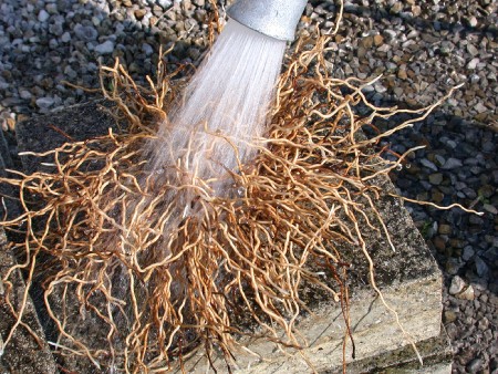 Das Rhizom gründlich spülen Das Rhizom gründlich spülen