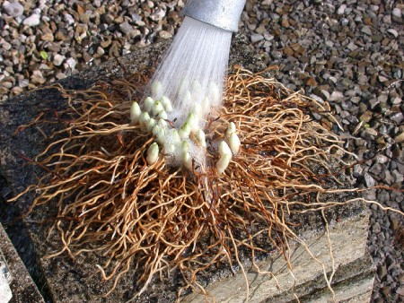 Das Rhizom gründlich spülen Das Rhizom gründlich spülen