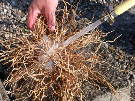 Das Rhizom gründlich spülen Das Rhizom gründlich spülen