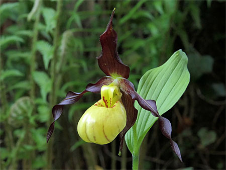 Cypripedium Emil, Blüte Cypripedium Emil, Blüte