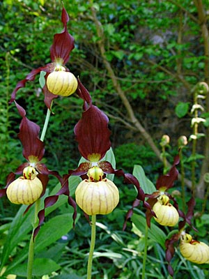 Cypripedium Emil, Blüten Cypripedium Emil, Blüten