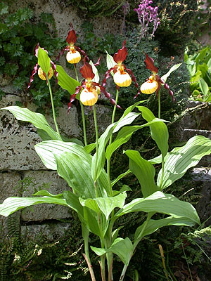 Cypripedium Emil, Horst Cypripedium Emil, Horst