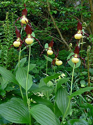 Cypripedium Emil, Horst Cypripedium Emil, Horst