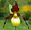 Cypripedium Emil Cypripedium Emil