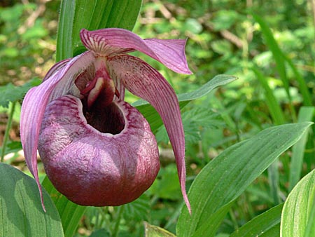 Cypripedium Eurasia, Blüte Cypripedium Eurasia, Blüte