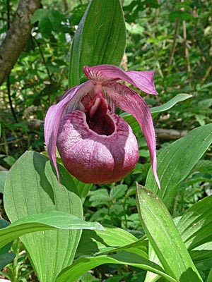 Cypripedium Eurasia, Blüte Cypripedium Eurasia, Blüte