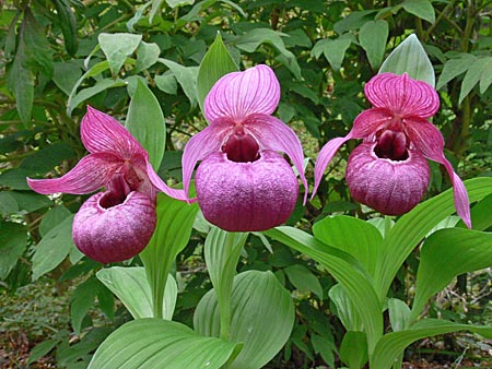 Cypripedium Eurasia, Gruppe Cypripedium Eurasia, Gruppe