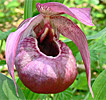 Cypripedium Eurasia Cypripedium Eurasia