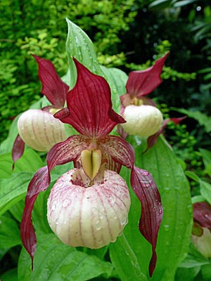 Cypripedium Gisela, Blüte Cypripedium Gisela, Blüte