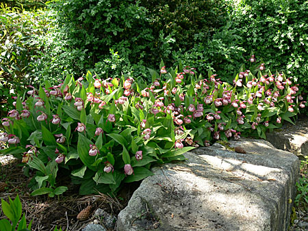 Cypripedium Gisela, Horst Cypripedium Gisela, Horst