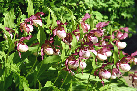 Cypripedium Gisela, Horst Cypripedium Gisela, Horst