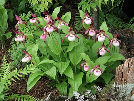 Cypripedium Gisela, Horst Cypripedium Gisela, Horst