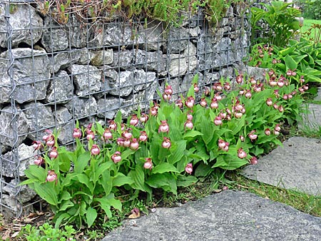 Cypripedium Gisela, Horst Cypripedium Gisela, Horst