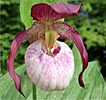 Cypripedium Gisela Cypripedium Gisela